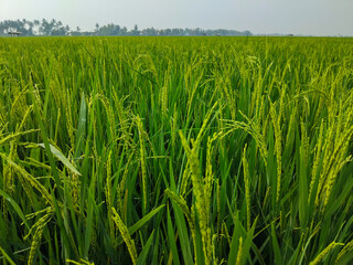 Close up of lush green rice plants with grains starting to mature in a vibrant paddy field.