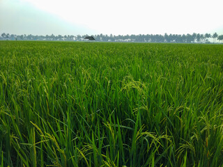 Close up of lush green rice plants with grains starting to mature in a vibrant paddy field.