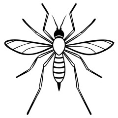 Mosquito insect isolated on white background