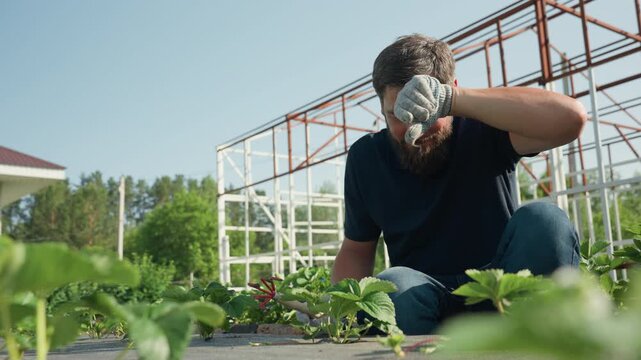 Bearded gardener in gloves pruning strawberry plants on farm under greenhouse frame, crouching among rows, using hand trowel for weeding and cultivation
