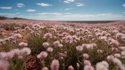 Obraz premium Western Australia Spring Wildflower Panorama