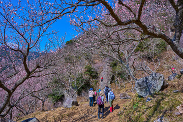 梅の花咲く神奈川県湯河原町の幕山(まくやま)のロッククライマーとハイカー