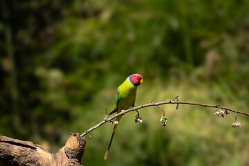 Plum-headed parakeet (Psittacula cyanocephala) Perched on tree at Rajaji national park, Uttarakhand