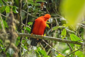 Andean Cock-of-the-rock (Rupicola peruvianus
