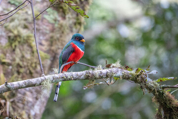 Collared Trogon - Trogon collaris, beautiful colored bird from Andean slopes of South America, Guango lodge, Ecuador
