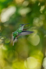 Sparkling violetear (Colibri coruscans) Ecuador