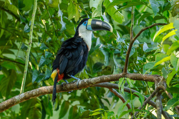 White-throated Toucan (Ramphastos tucanus) Perched on a Tree: A Near-passerine Bird in Ramphastidae Family