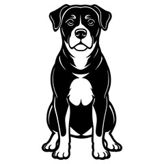 Rottweiler dog sitting, isolated on white background