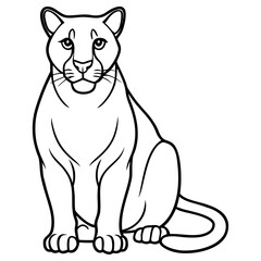 Cougar sitting, isolated on white background