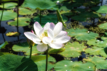 泥の中から出て美しい花を咲かせるハスは仏様の花