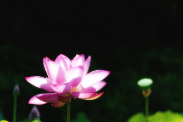 逆光に輝く蓮の花