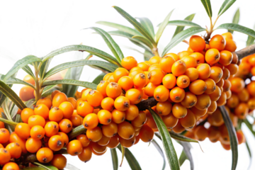 Vibrant orange sea buckthorn berries on a branch