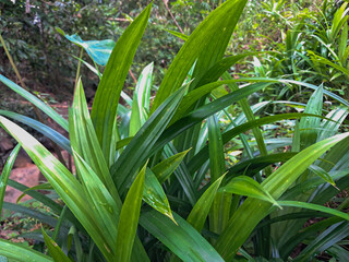 Obraz premium Fresh Pandan Leaves in Tropical Garden