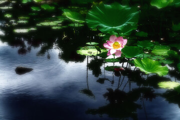 泥の中から出て美しい花を咲かせるハスは仏様の花