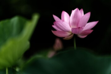 凛と咲く蓮の花