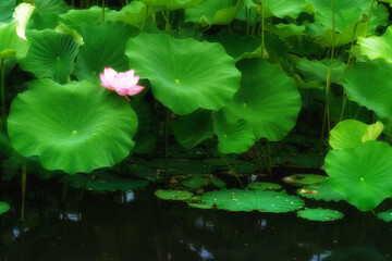 泥の中から出て美しい花を咲かせるハスは仏様の花