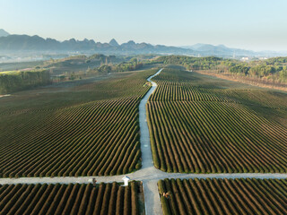 aerial view tea crop in mountain