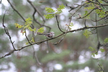 Tail tit on branch looking at camera in forest 