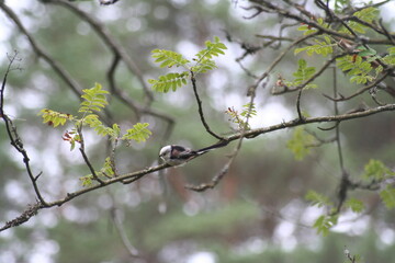 tail tit sitting on branch in forest with its back pattern showing