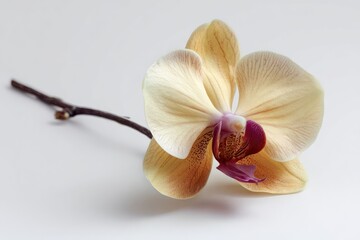 Pale peach orchid on white
