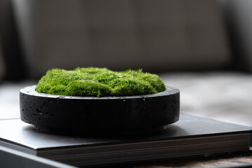 close up Moss in the flowerpot