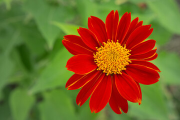 Close-up macro shot of a vibrant red Mexican sunflower in full bloom, showcasing bright yellow pollen and detailed floral textures.