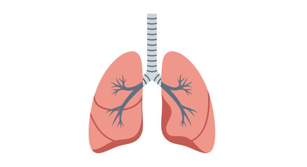 Anatomical Lungs Illustration Showing Respiratory System for Educational Purposes and Medical Presentations about Pulmonary Health and Breathing