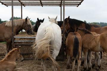 十勝の牧場　競争馬の飼育