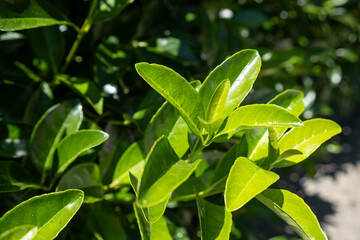 Bright Green Leaves Glisten in Sunlight During a Calm Day in a Botanical Garden
