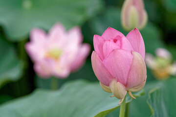 蓮の花の蕾が開きます