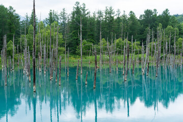 北海道　美瑛・白金　青い池