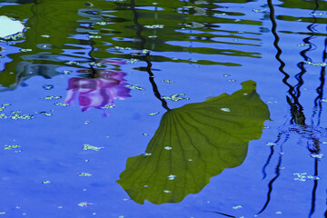 蓮の花の幻影