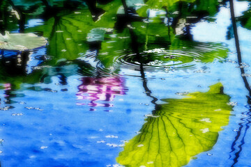 蓮の花の幻影