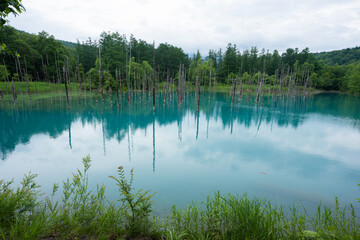北海道　美瑛・白金　青い池