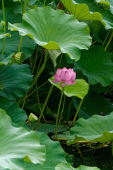 泥の中から出て美しい花を咲かせるハスは仏様の花