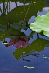 蓮の花の幻影