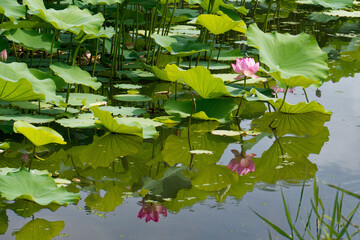 泥の中から出て美しい花を咲かせるハスは仏様の花