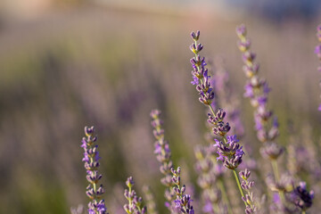 Lavender Flowers Bloom in a Serene Field During Golden Hour Showcasing Vibrant Purple Hues Against a Soft Background