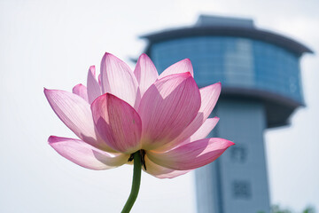 展望台と蓮の花
