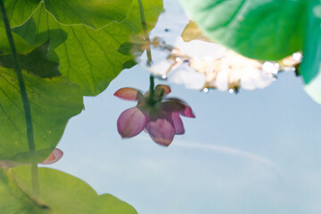 水面に写った蓮の花