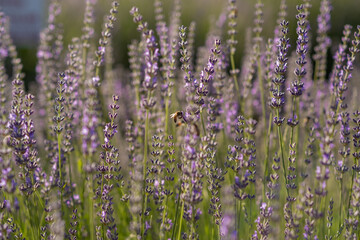 Lavender Field Buzzing With Bees During the Late Afternoon Sunlight in a Tranquil Outdoor Setting