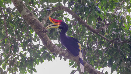 a rhinoceros hornbill perched in the rainforest canopy of gunung leuser national park on sumatra, indonesia
