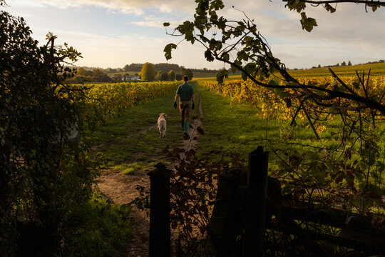 Vintner walks dog through English Vineyard in Surrey Hills in the early morning sunrise in Autumn