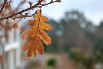 Close-up of a single, dried oak leaf hanging from a branch.  Out-of-focus background of trees and a white fence