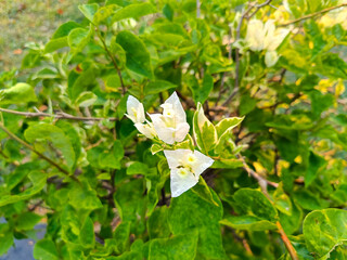 Paper flowers or bougainvillea, with the scientific name bougenvillia spectabillis, are popular ornamental plants.