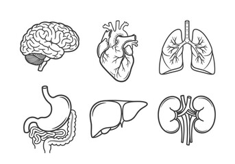 Line drawings of major human organs: brain, heart, lungs, stomach, liver, and kidneys.