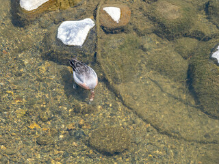 川で餌を食べる鴨