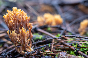 Ramaria mushroom growing among pine needles in a forest