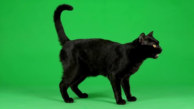 Aggressive Black Cat on Green Screen - A black cat arches its back and hisses aggressively while standing on a bright green screen background. Its fur is sleek and its yellow eyes are intense.