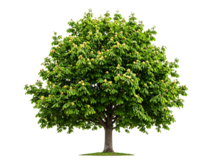 Blooming chestnut tree isolated on transparent background png